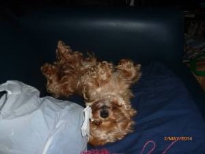 10175036_283903418454993_6633334163086230326_n